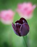 Three Tulips_25226